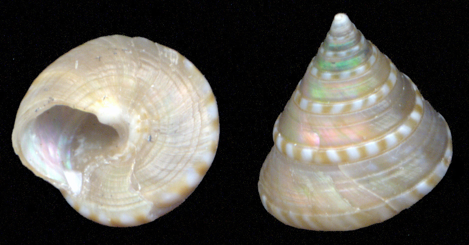 Calliostoma dubium?